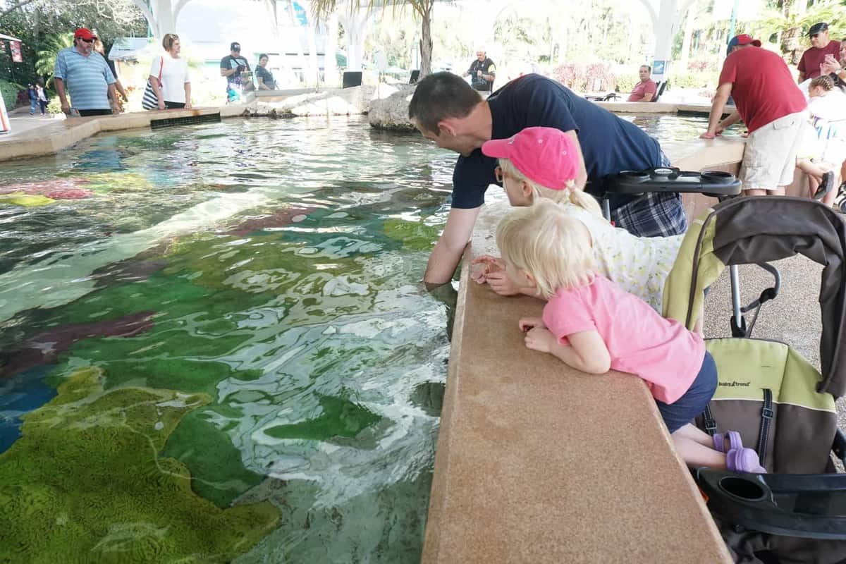 girls and dad with hand in water to touch manta rays