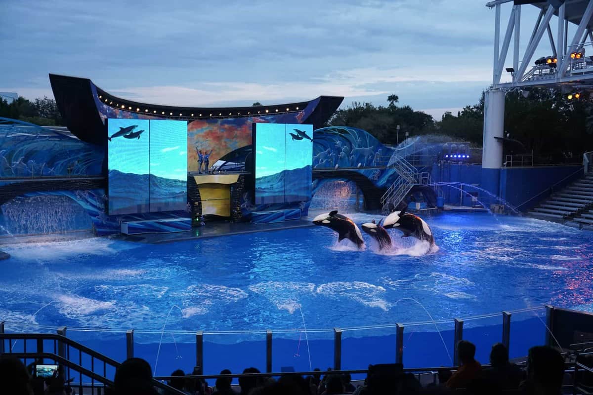 shamu show at seaworld in the evening