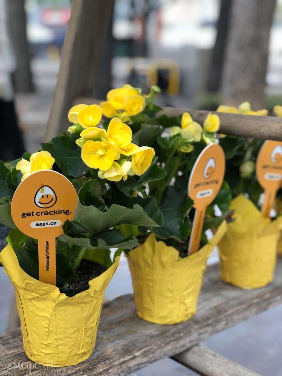 yellow potted flower favors for the wake up to yellow event winnipeg