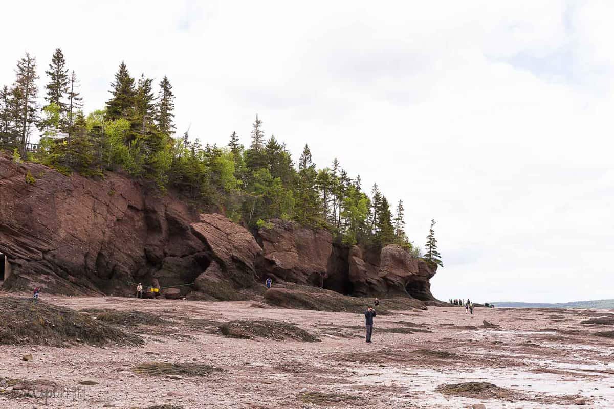 hopewell rocks new brunswick with trees above
