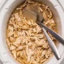 square image of slow cooker pulled chicken with two forks.