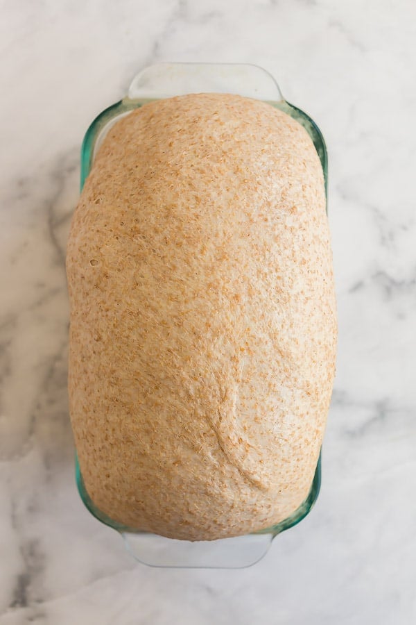 whole wheat bread loaf after rising before baking